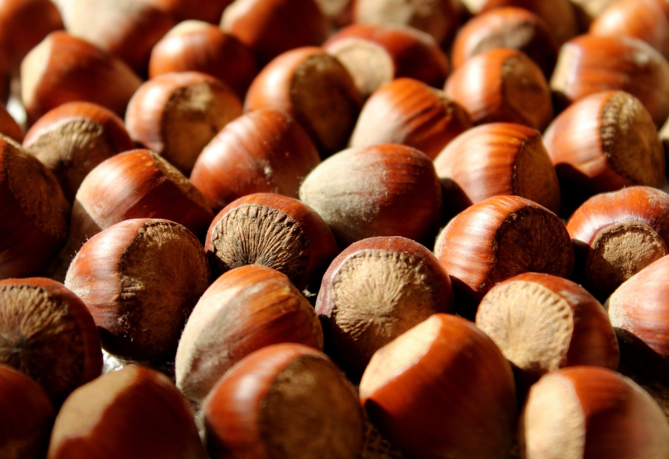 alicja-hazelnuts-9997107
