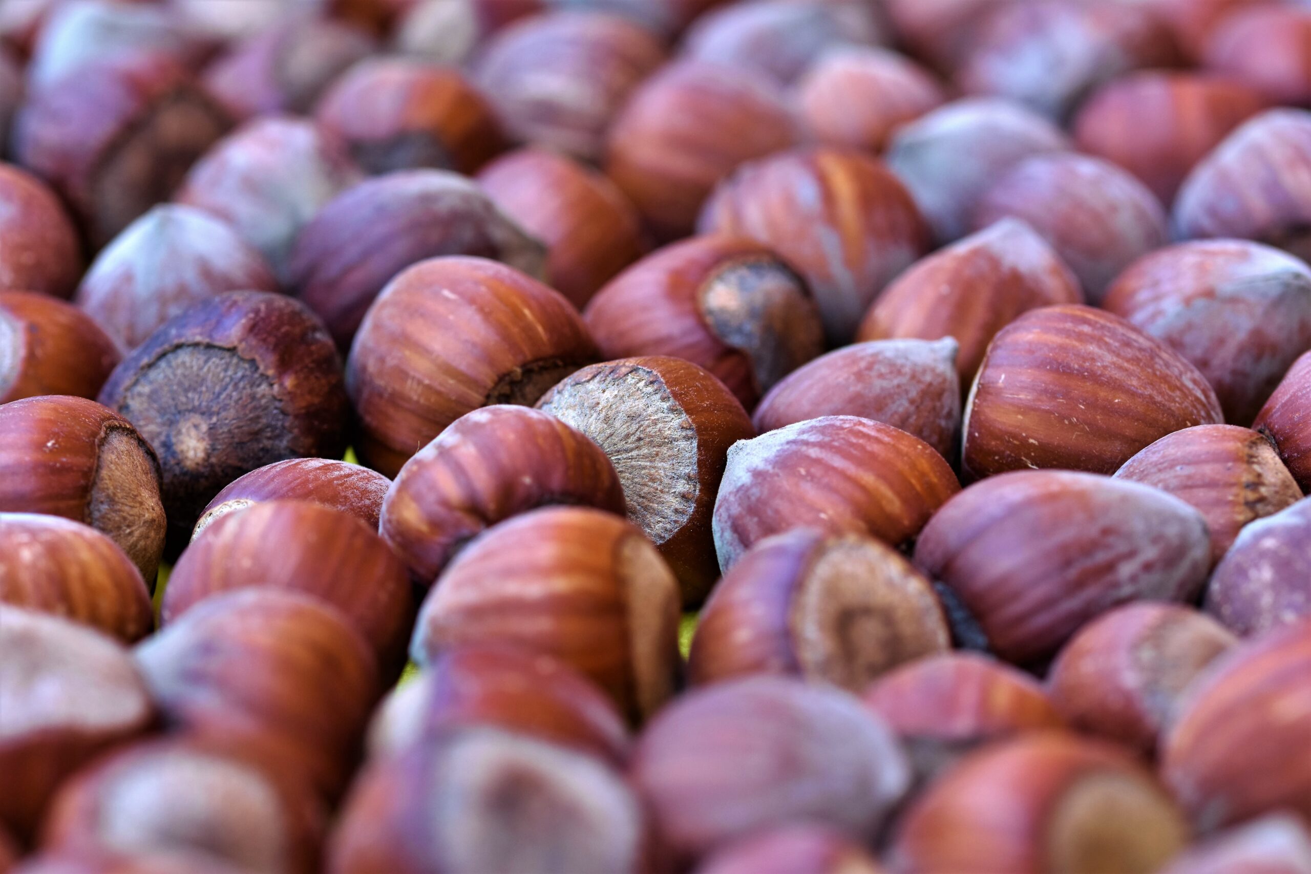 ralphs_fotos-hazelnut-4427024